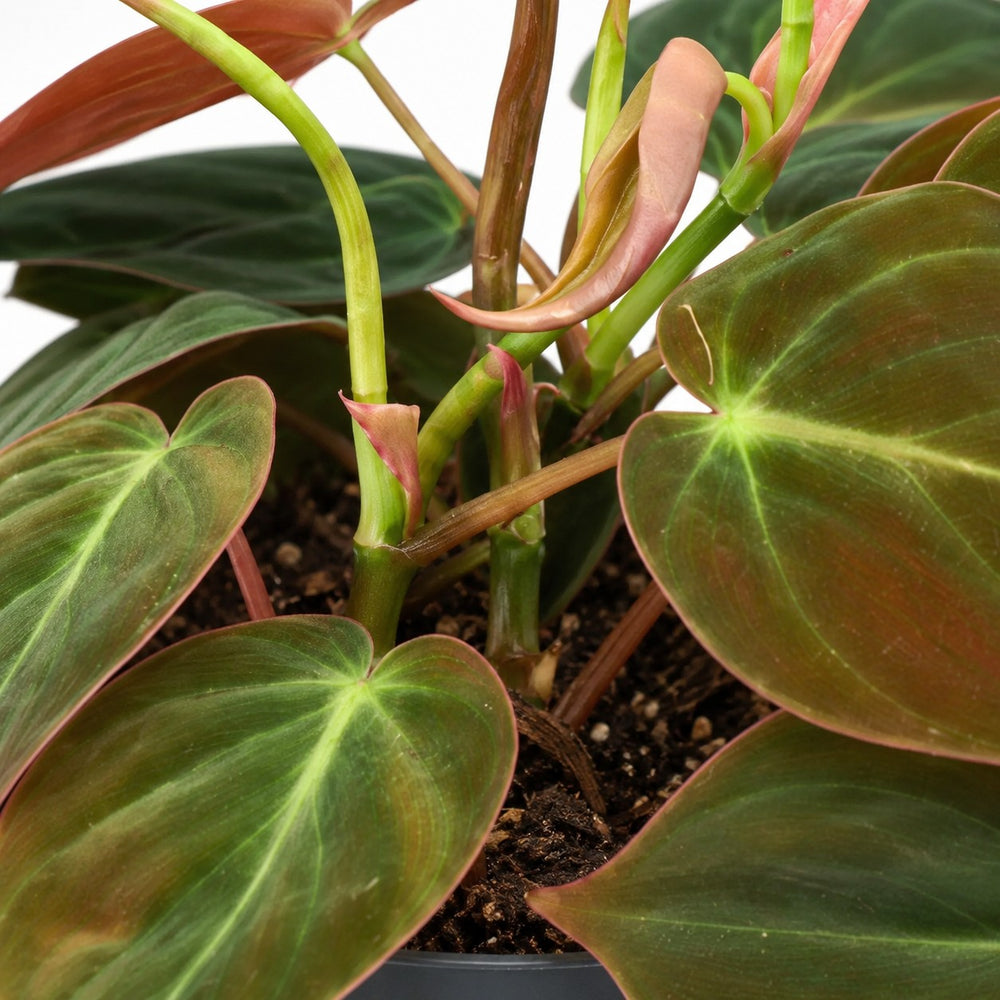 Philodendron Micans, Nahaufnahme Wuchs und Triebansatz