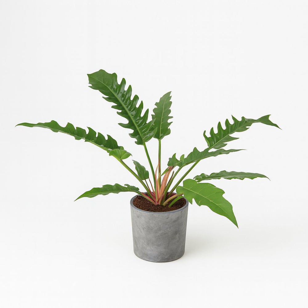 Philodendron Narrow Escape 55cm im 19cm Topf