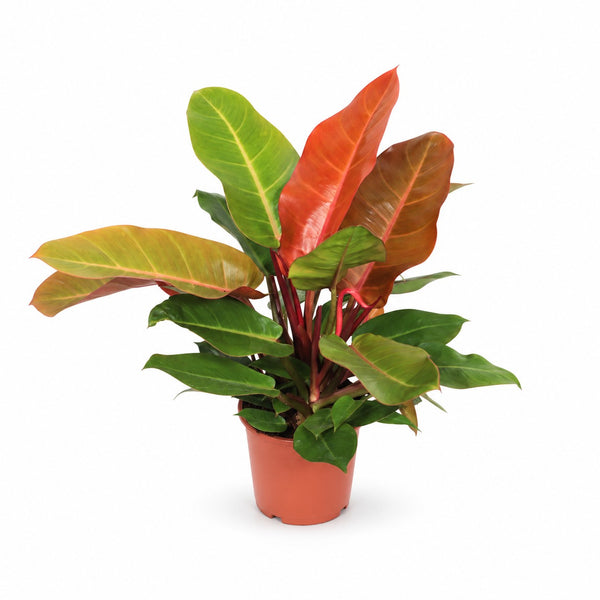 Philodendron Prince of Orange (45cm, Ø17cm) im Kulturtopf