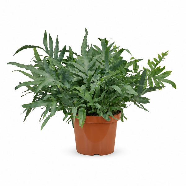 Phlebodium Aureum Blue Star (80cm, Ø26cm) im Kulturtopf