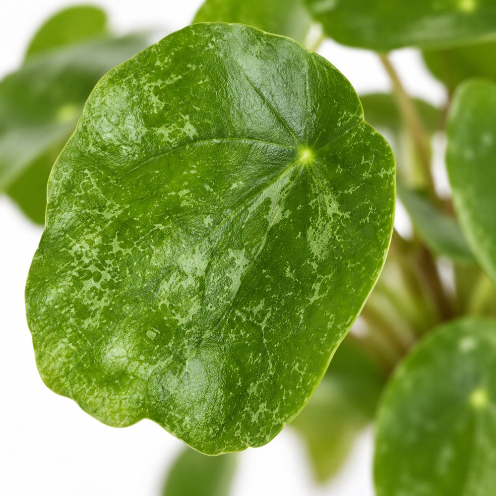 Pilea Sugar, Nahaufnahme Blatt