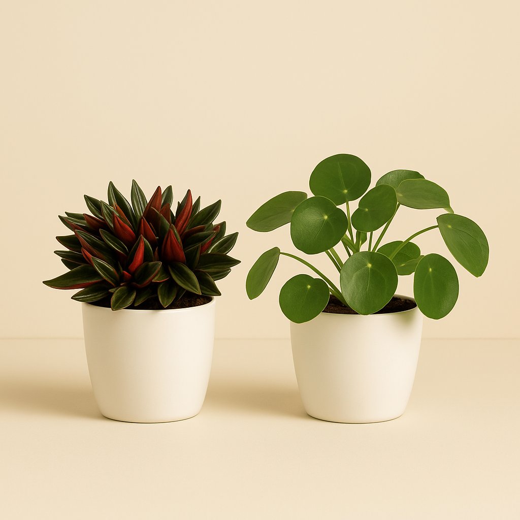 Peperomia Duo Rosso/Pilea Peperomioides - 2 Stück - 15cm