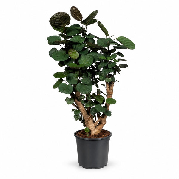 Polyscias Fabian (95cm, Ø21cm) im Kulturtopf