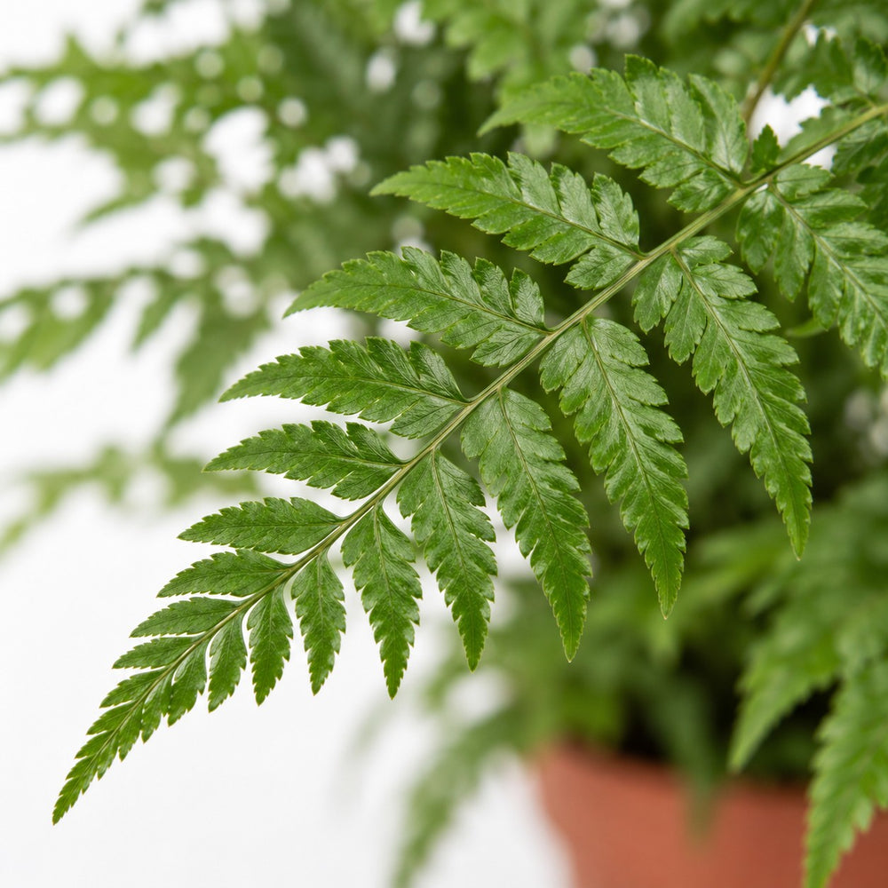 Polystichum Tsussimense / Athyrium, Nahaufnahme Blatt