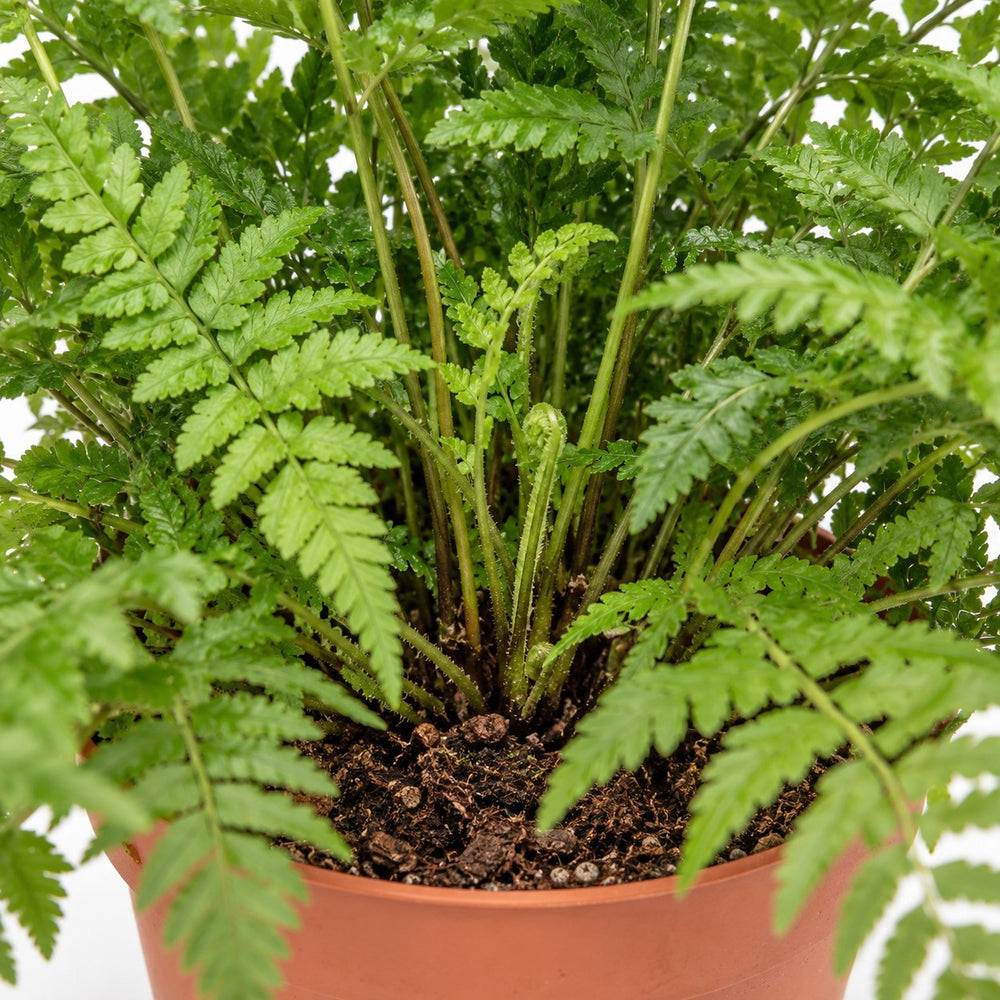 Polystichum Tsussimense / Athyrium, Nahaufnahme Wuchs und Triebansatz