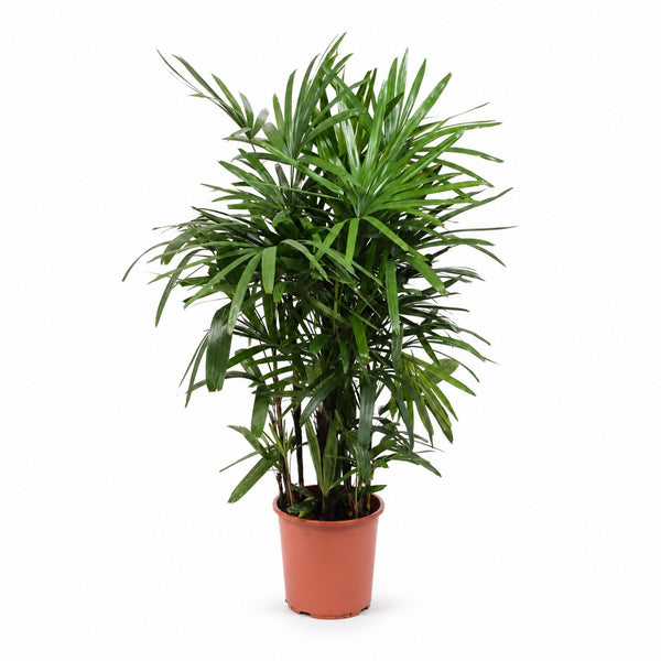 Rhapis Excelsa (120cm, Ø27cm) im Kulturtopf
