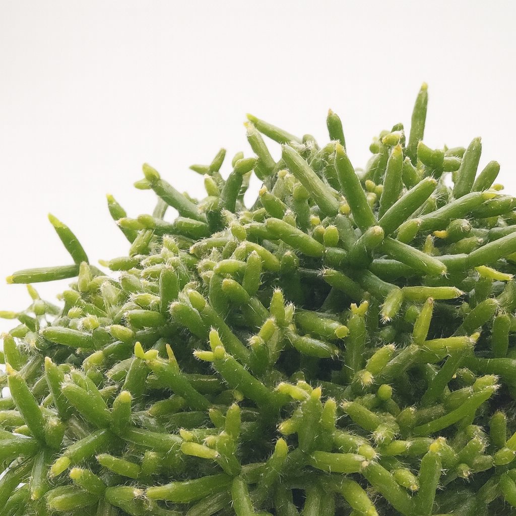 Rhipsalis Burchellii 20cm im 12cm Topf Nahaufnahme