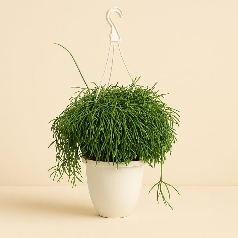 Rhipsalis Cassutha 45cm im 17cm Topf