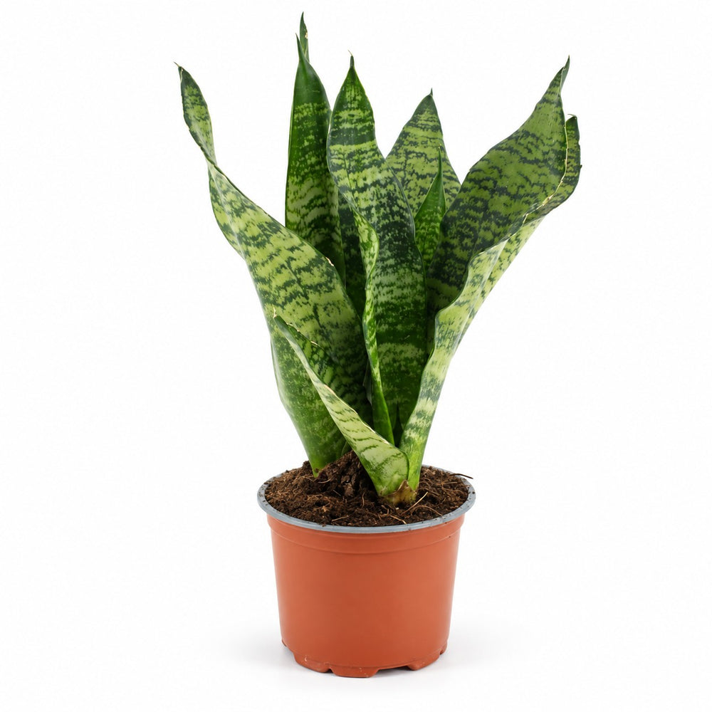 Sansevieria Black Coral (35cm, Ø12cm) im Kulturtopf