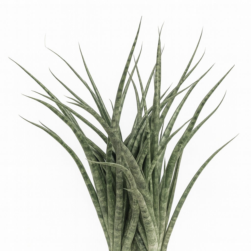 Sansevieria Fernwood Punk 35cm Nahaufnahme