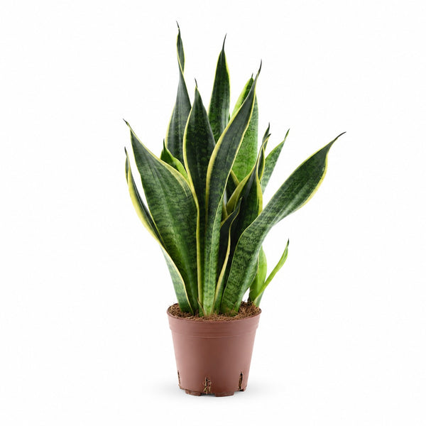 Sansevieria Futura Superba (45cm, Ø14cm) im Kulturtopf