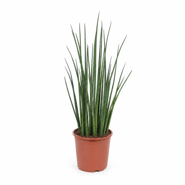 Sansevieria Mikado (70cm, Ø19cm) im Kulturtopf