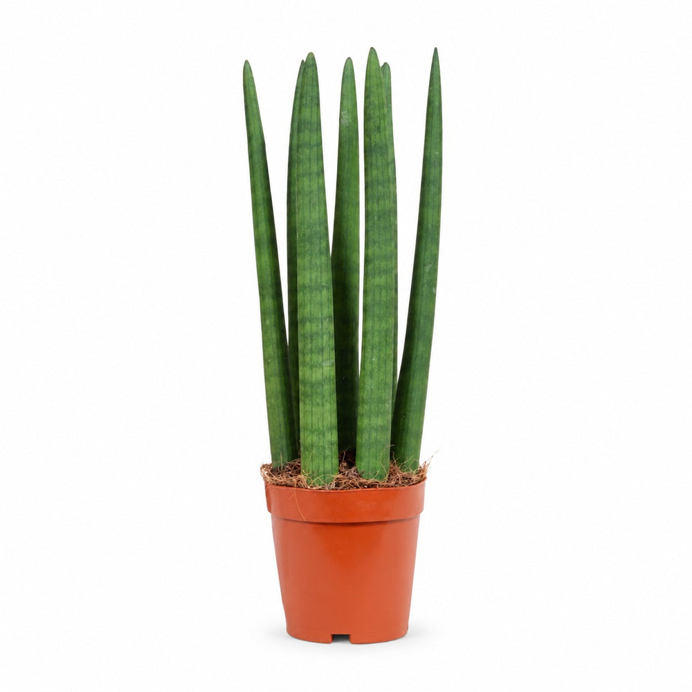Sansevieria Straight (40cm, Ø12cm) im Kulturtopf