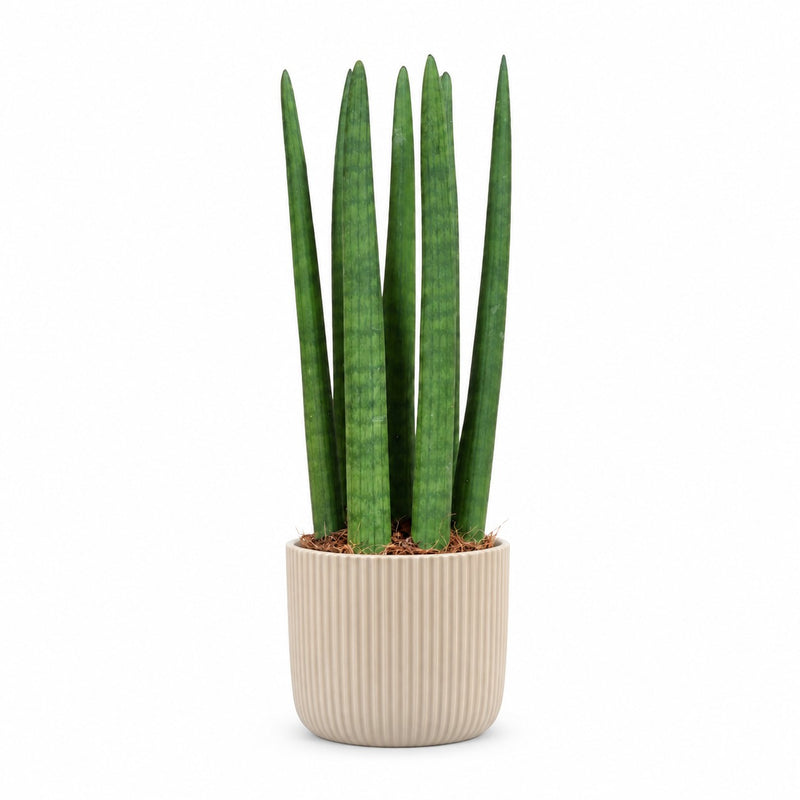 Sansevieria Straight Detail