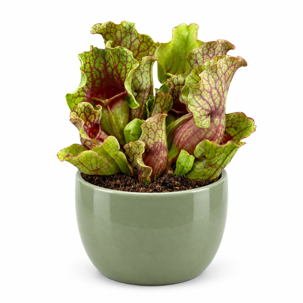 Sarracenia (20cm, Ø12cm), Stylingbeispiel im Übertopf (Übertopf nicht enthalten)