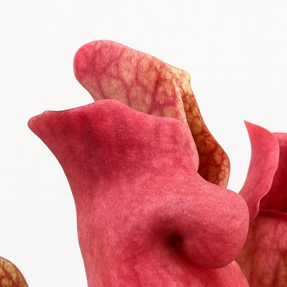 Sarracenia Maroon 23cm Nahaufnahme