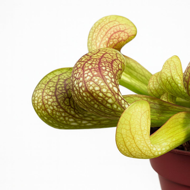 Sarracenia Psittacina - 13cm Detail