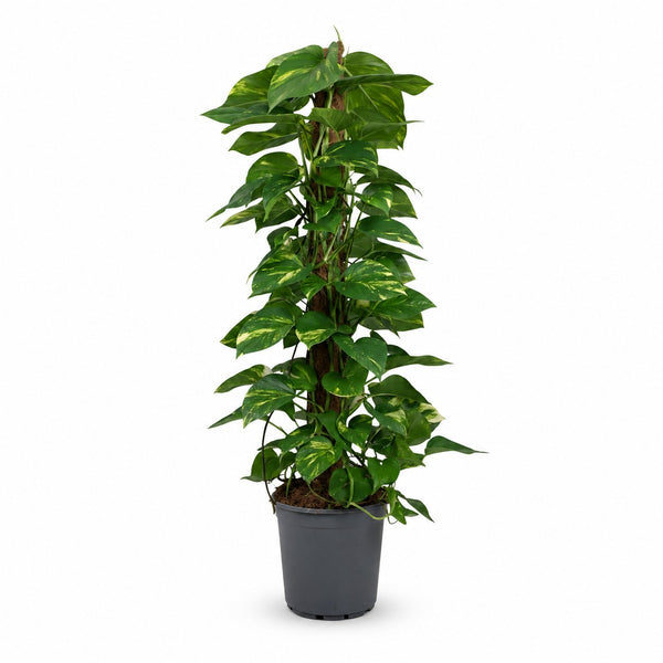 Scindapsus Epipremnum (120cm, Ø24cm) im Kulturtopf