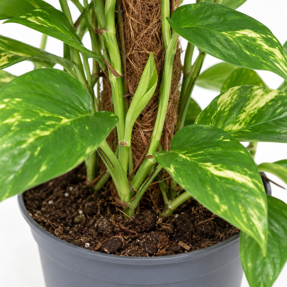 Scindapsus Epipremnum (80cm, Ø19cm), Nahaufnahme Wuchs und Triebansatz