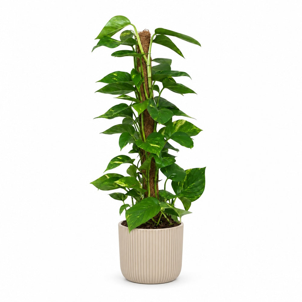 Scindapsus Epipremnum (80cm, Ø19cm), Stylingbeispiel im Übertopf (Übertopf nicht enthalten)