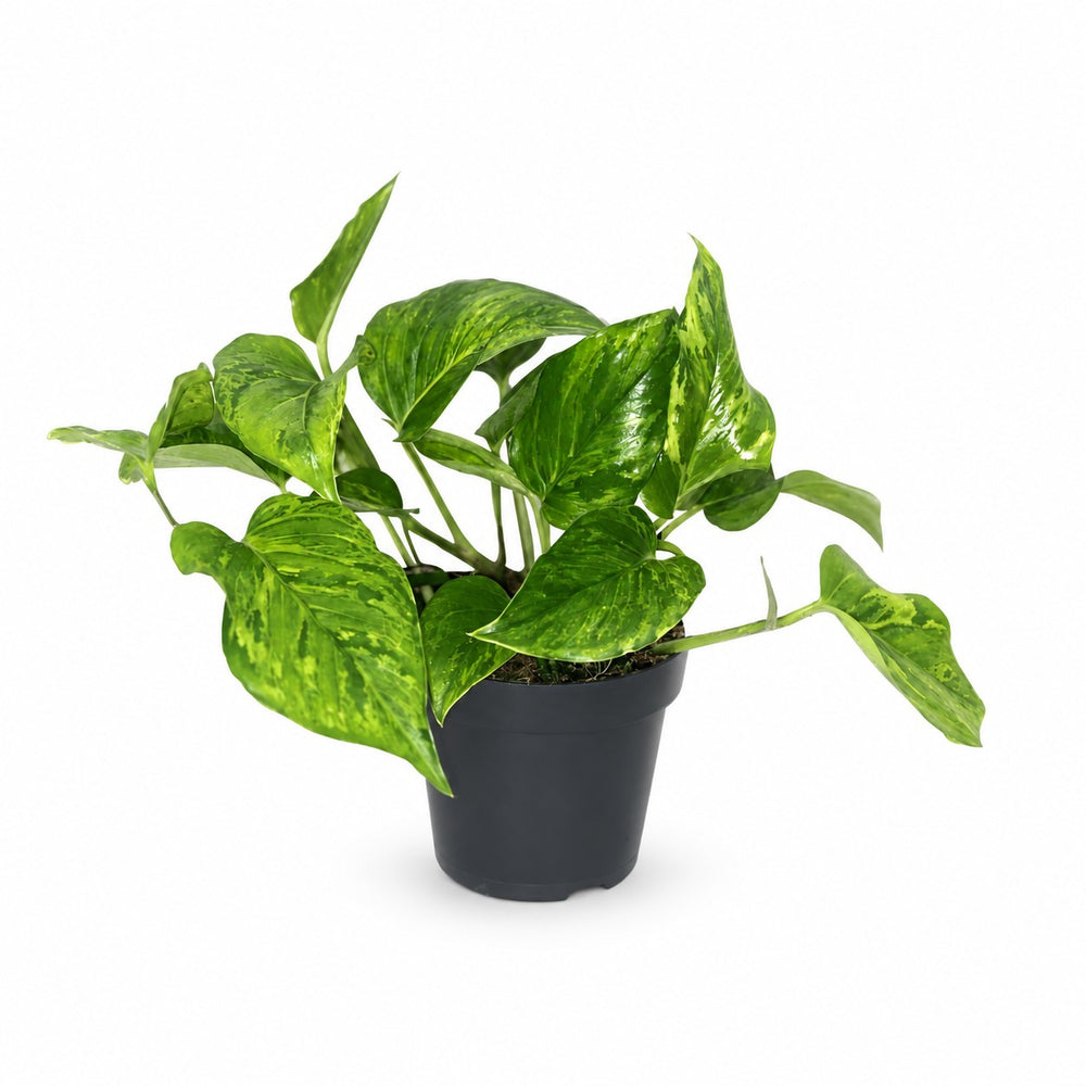 Scindapsus Pictus Trebie (20cm, Ø12cm) im Kulturtopf