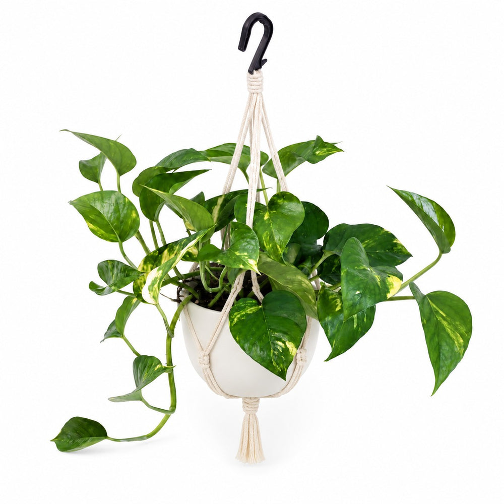 Scindapsus Pictus Trebie (30cm, Ø15cm), Stylingbeispiel im Übertopf (Übertopf nicht enthalten)