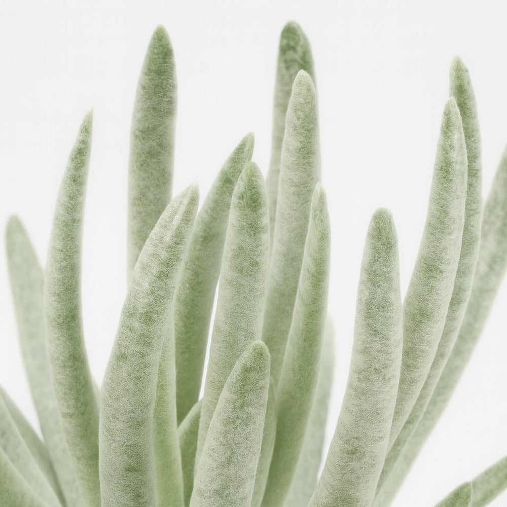 Senecio Scaposus 15cm Nahaufnahme
