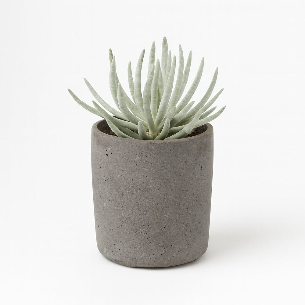 Senecio Scaposus 15cm
