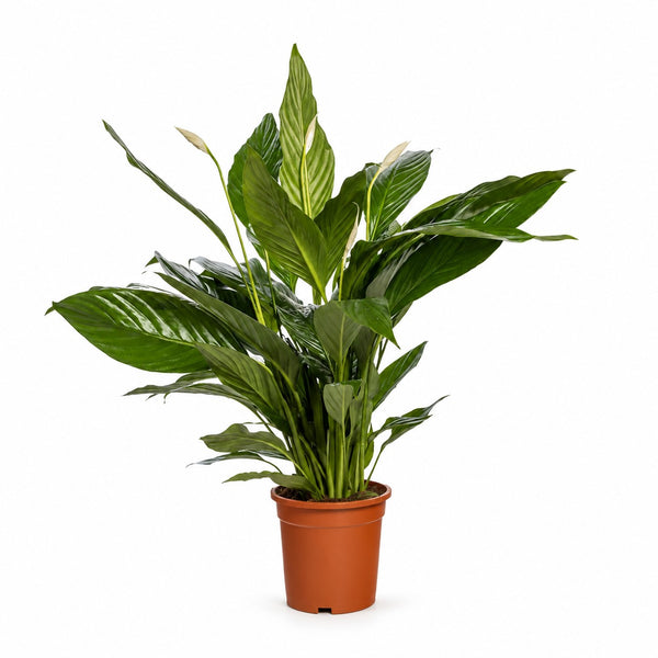 Spathiphyllum Bingo Cupido - 80cm im Kulturtopf