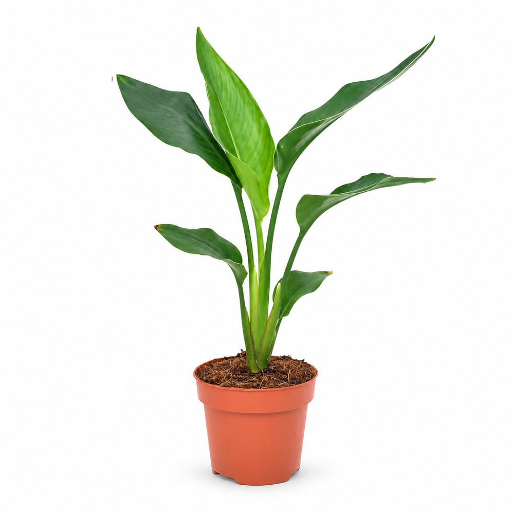 Strelitzia Reginea - 40cm im Kulturtopf