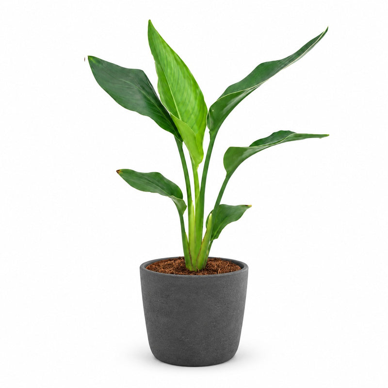Strelitzia Reginea - 40cm Detail