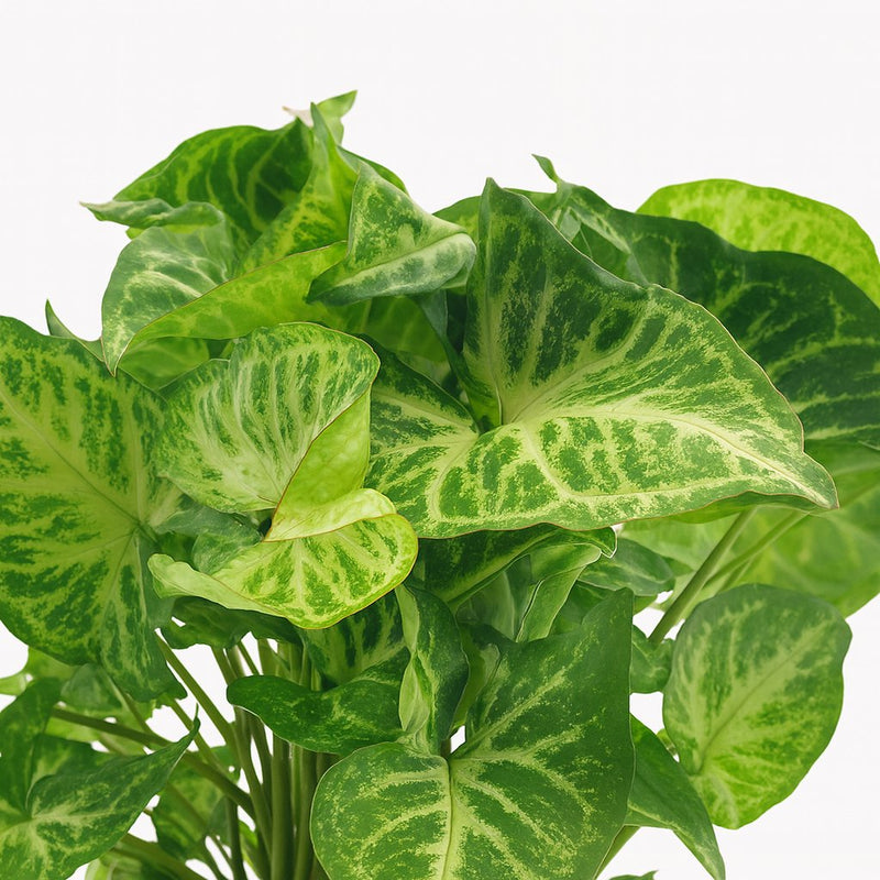 Syngonium Arrow - 25cm Detail