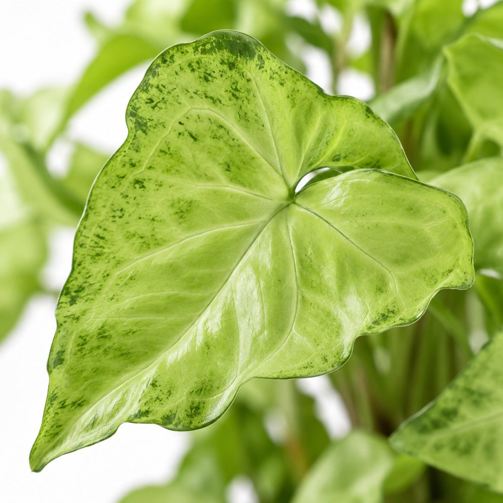 Syngonium White Butterfly Feel Green, Nahaufnahme Blatt