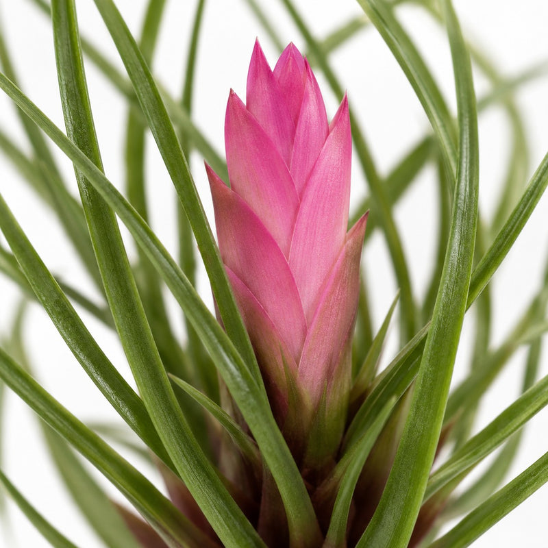 Tillandsia Cyanea - 38cm Detail