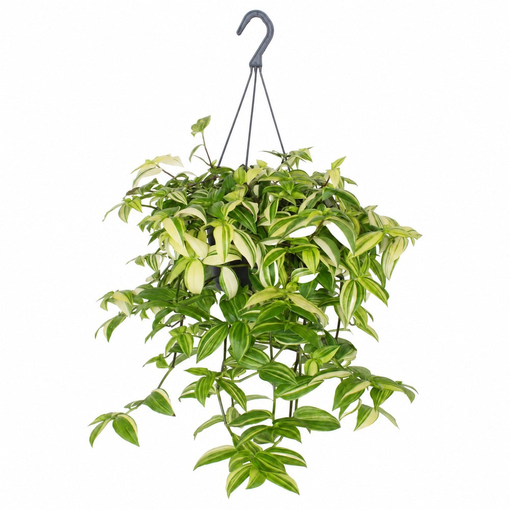 Tradescantia Yellow Hill - 40cm im Kulturtopf
