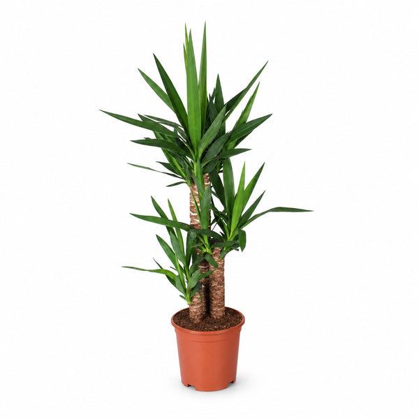 Yucca Elephantipes - 90cm im Kulturtopf