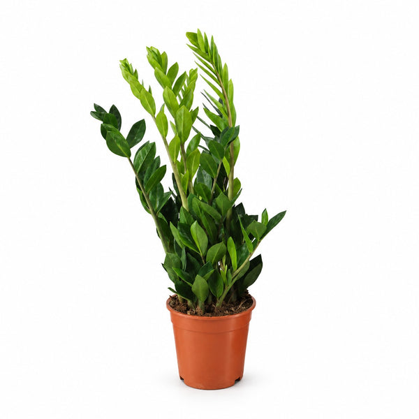 Zamioculcas - 65cm (Ø17cm) im Kulturtopf