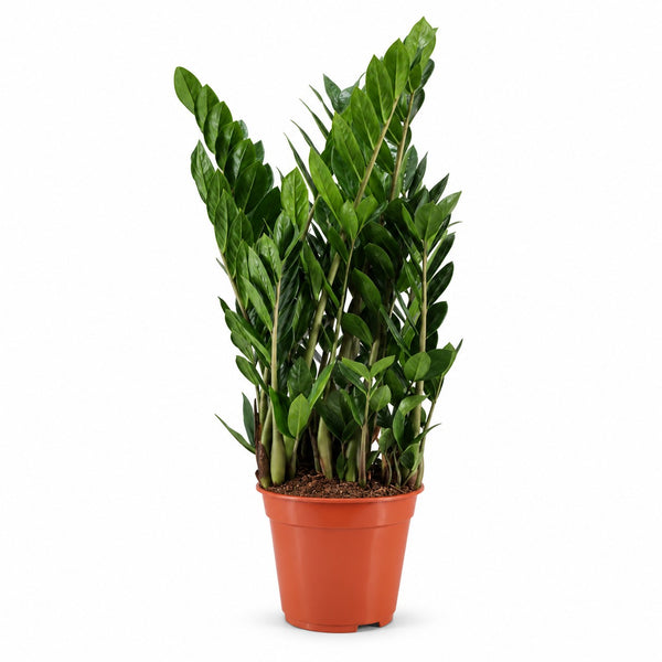 Zamioculcas - 75cm im Kulturtopf