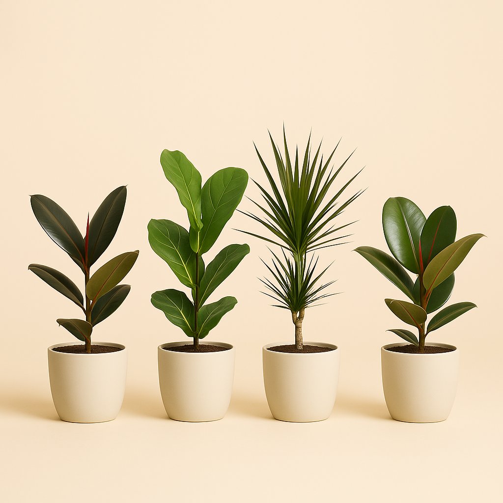 Zimmerpflanzen-Set "Ficus Vibes" - 4 Stück - 55-75cm