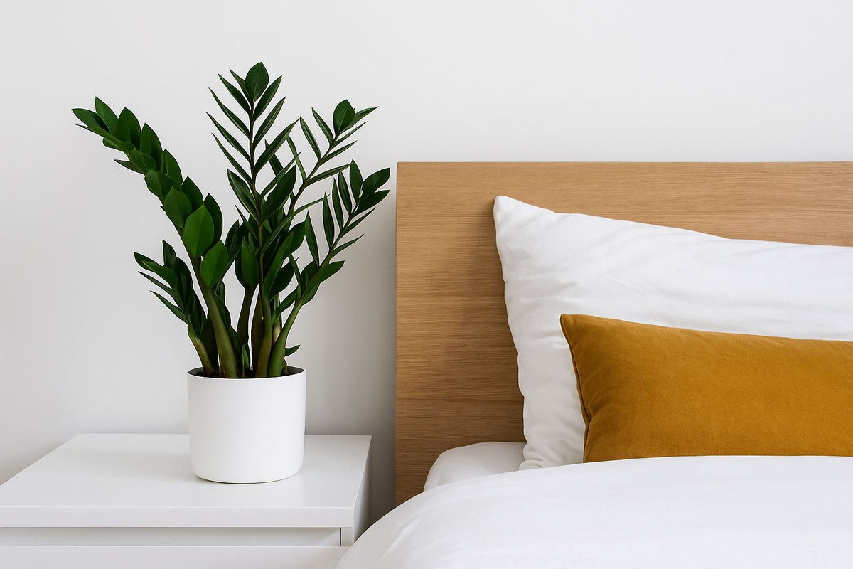 Ist die Glcksfeder fr dein Schlafzimmer geeignet?  Florage.de