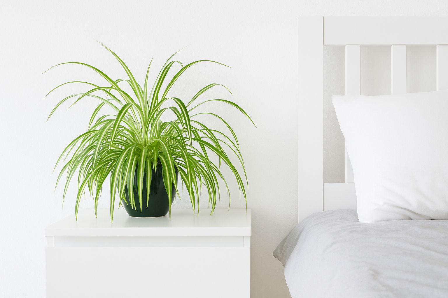 Grnlilie im Schlafzimmer: Vorteile & Pflege  Florage.de