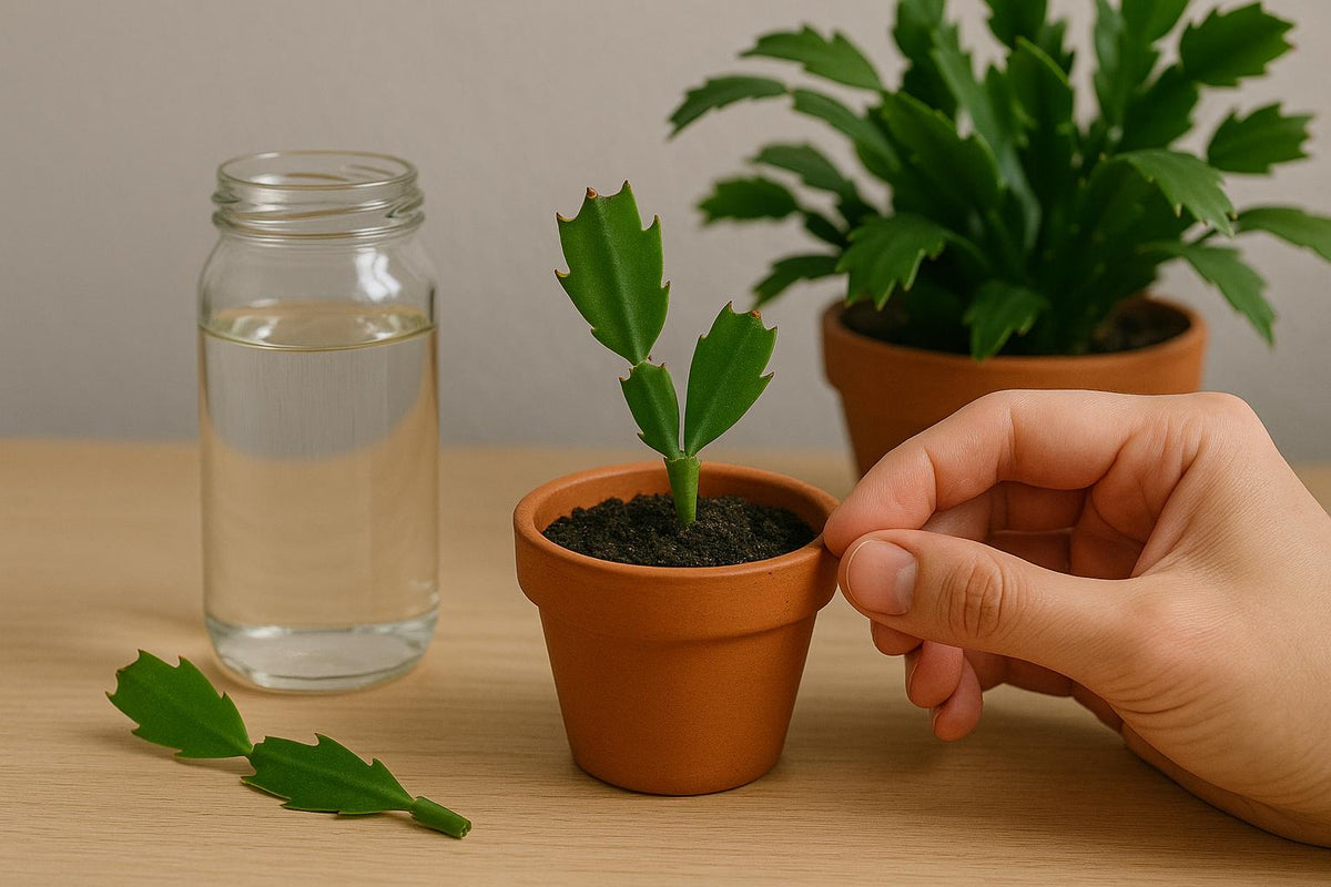 Weihnachtskaktus vermehren: So gelingt's dir einfach  Florage.de