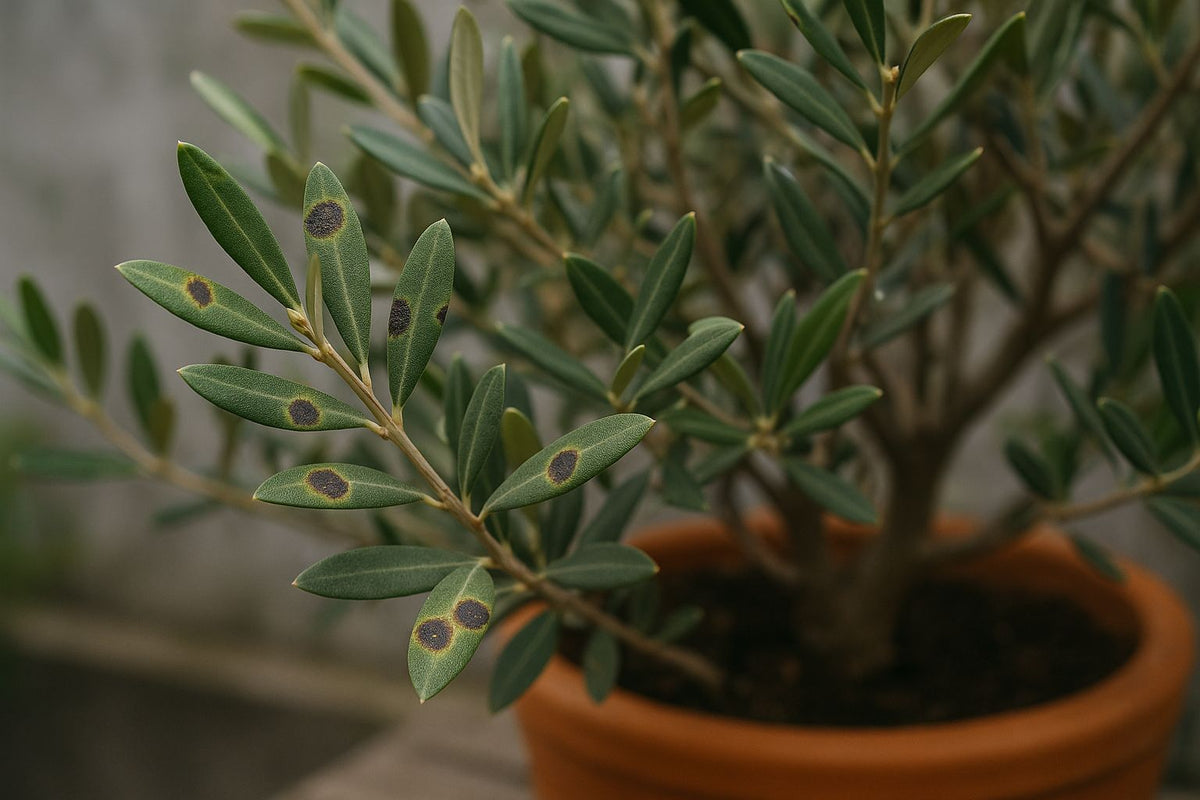 Augenfleckenkrankheit am Olivenbaum: Erkennen & Behandeln  Florage.de