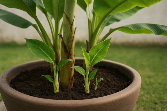 Bananenpflanzen mit Ablegern erfolgreich vermehren