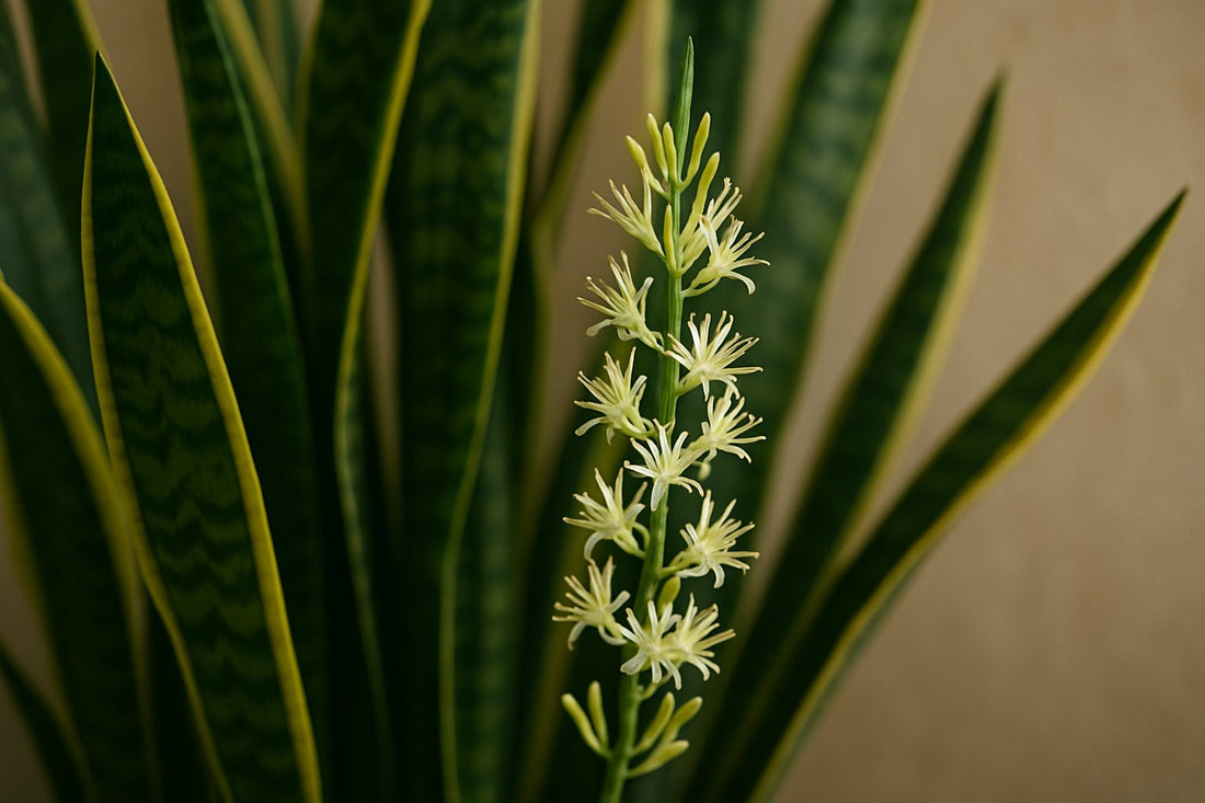 Die faszinierende Blüte des Bogenhanfs: Ein seltener Moment