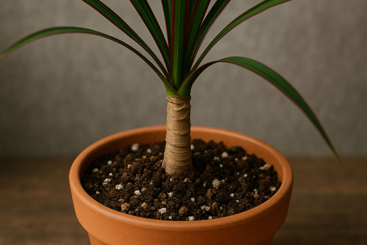 fargesia murielae 'maasai' Fargesia murielae 'Light Green'