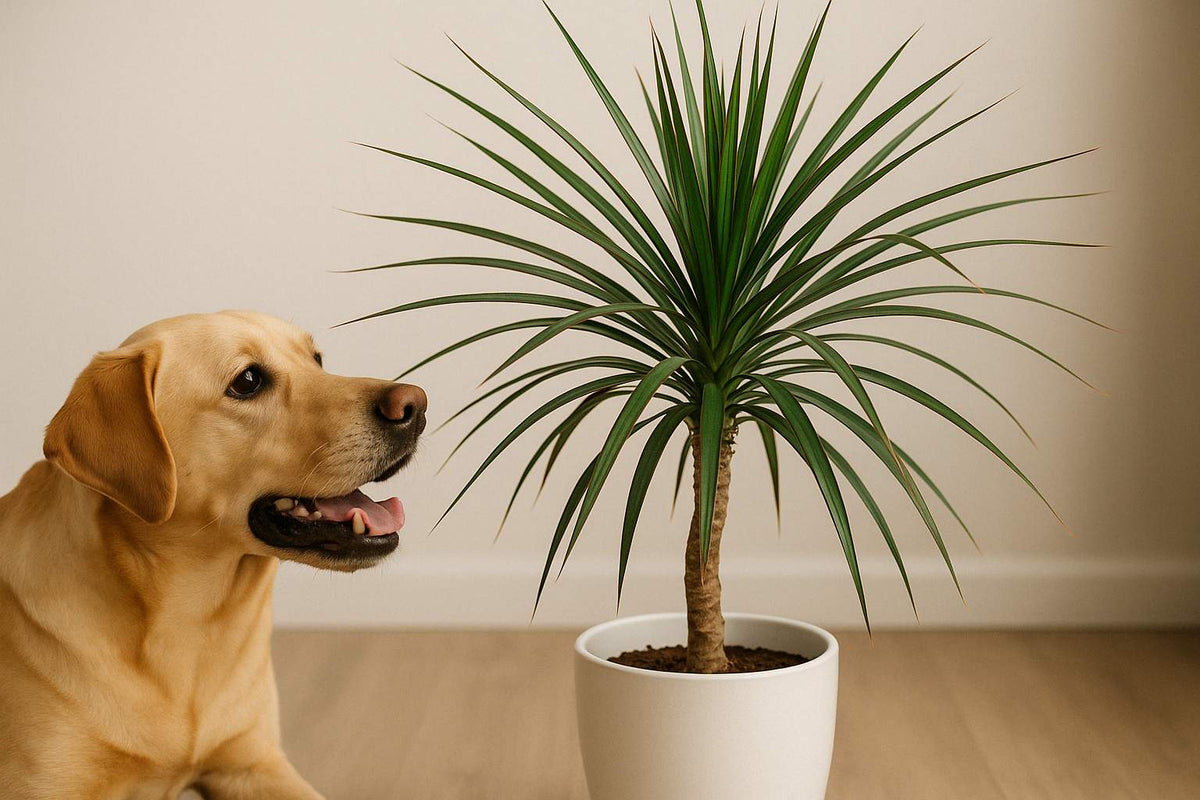 Ist der Drachenbaum giftig? Alles, was du wissen musst  Florage.de