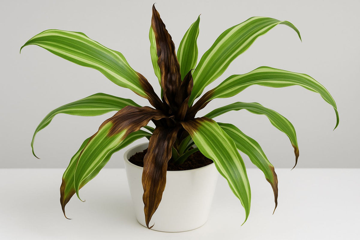Drachenbaum Krankheiten: Ursachen und Lsungen - Florage  Florage.de