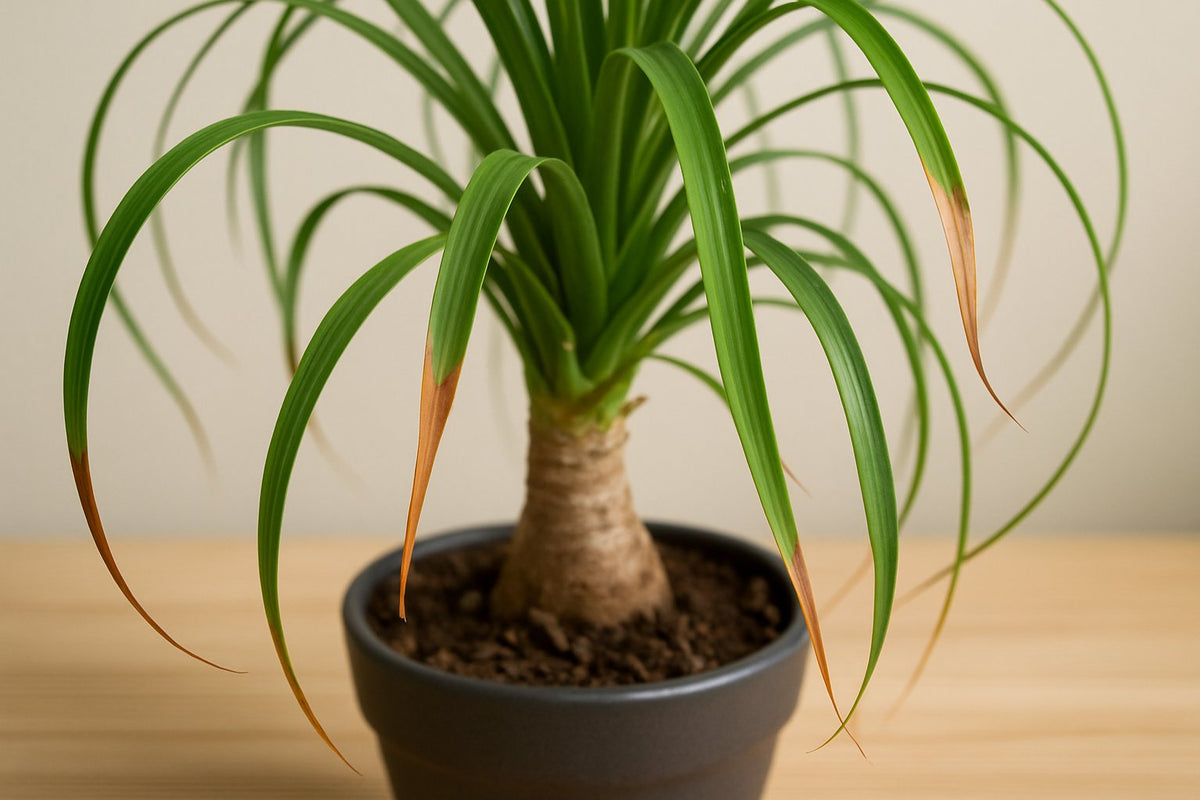 Elefantenfu: Braune Blattspitzen vermeiden - Florage  Florage.de