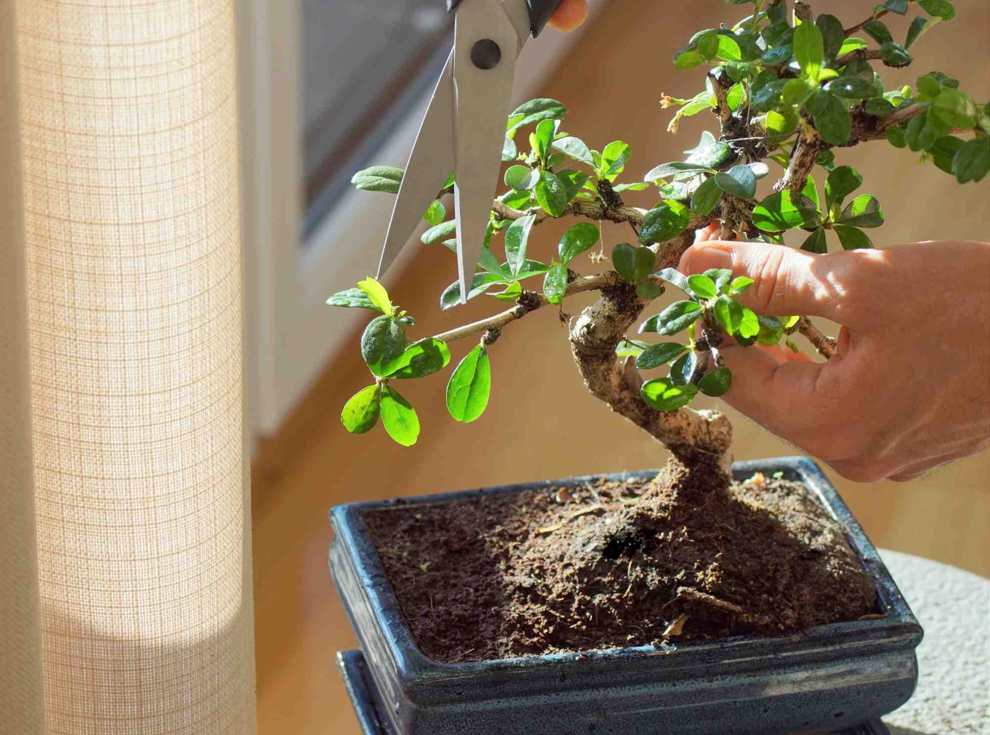 bonsai mandarinenbaum Mandarinenbaum - Citrus reticulata main image 0
